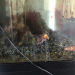カクレクマノミ