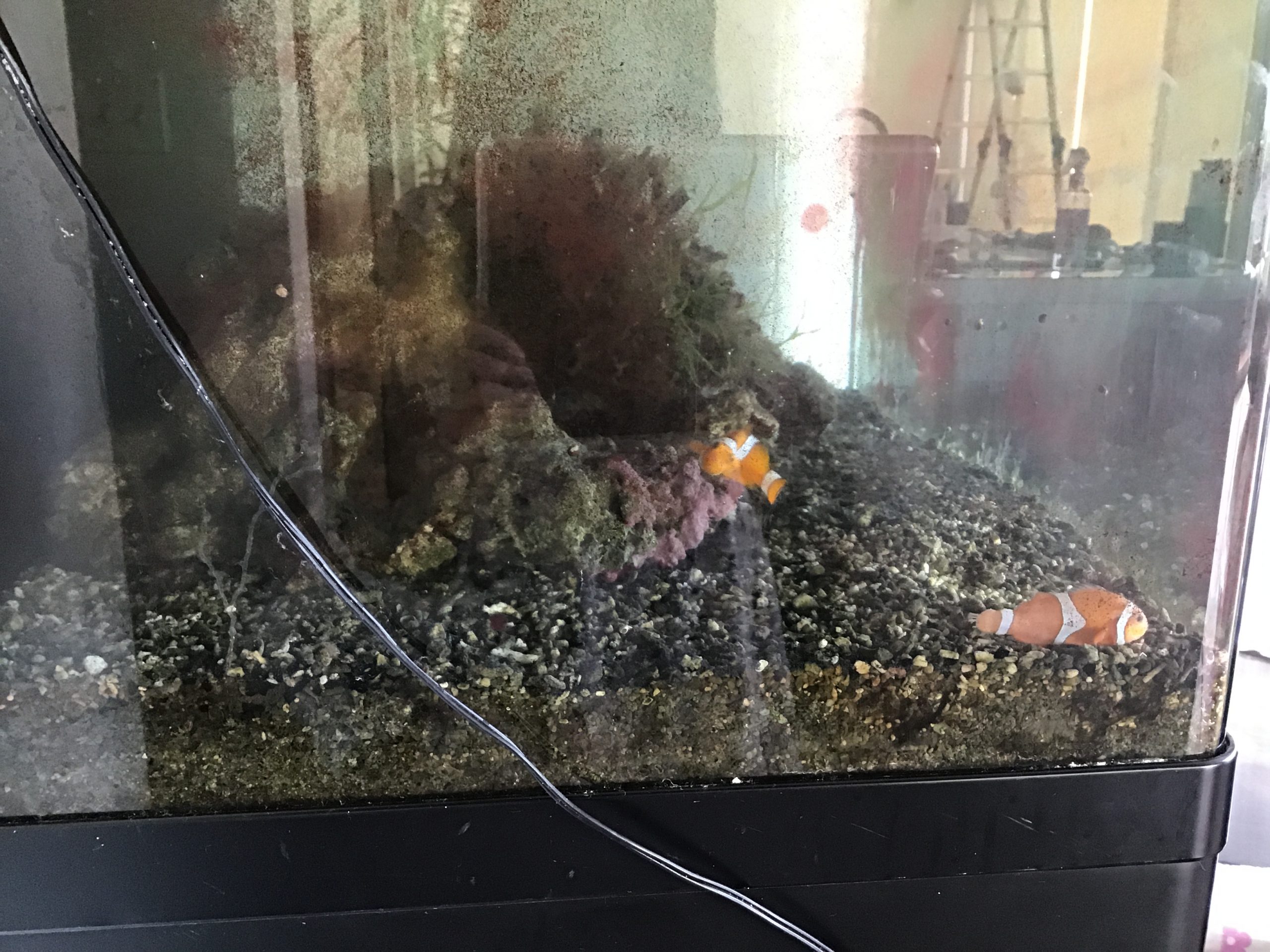 カクレクマノミ