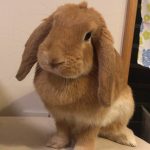 うさぎのイブちゃん