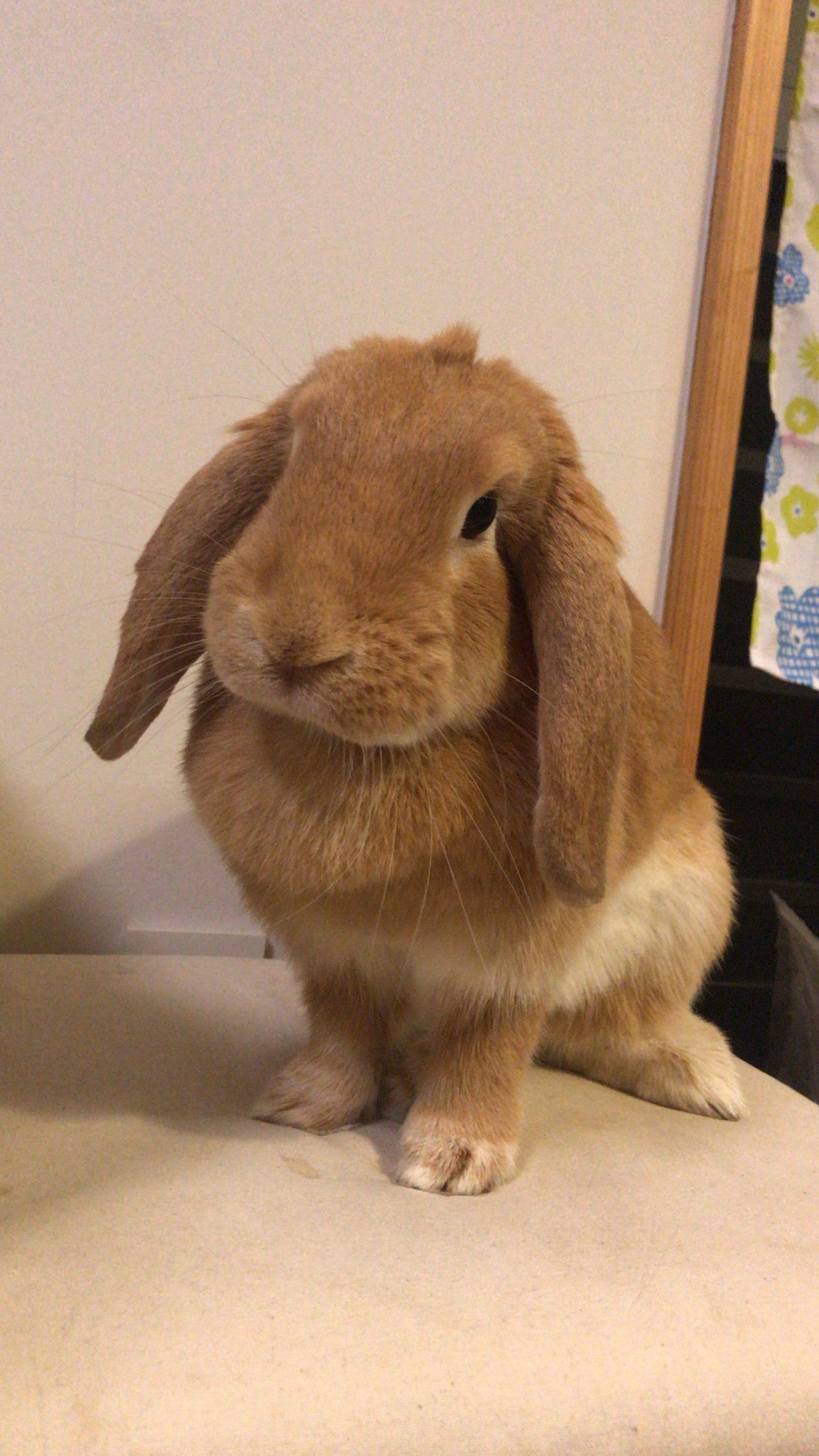 うさぎのイブちゃん