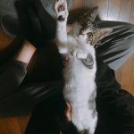 動物愛護センターでもらった子