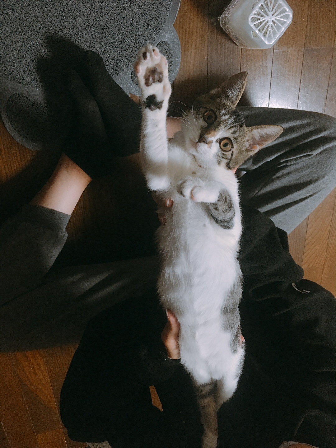 動物愛護センターでもらった子