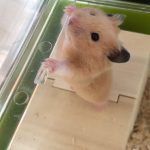 レモン君(キンクマハムスター)