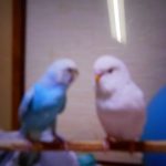 セキセイインコのシロとアオ
