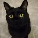 お目目くりんくりん