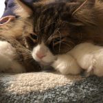 ノルウェージャンフォレストキャット