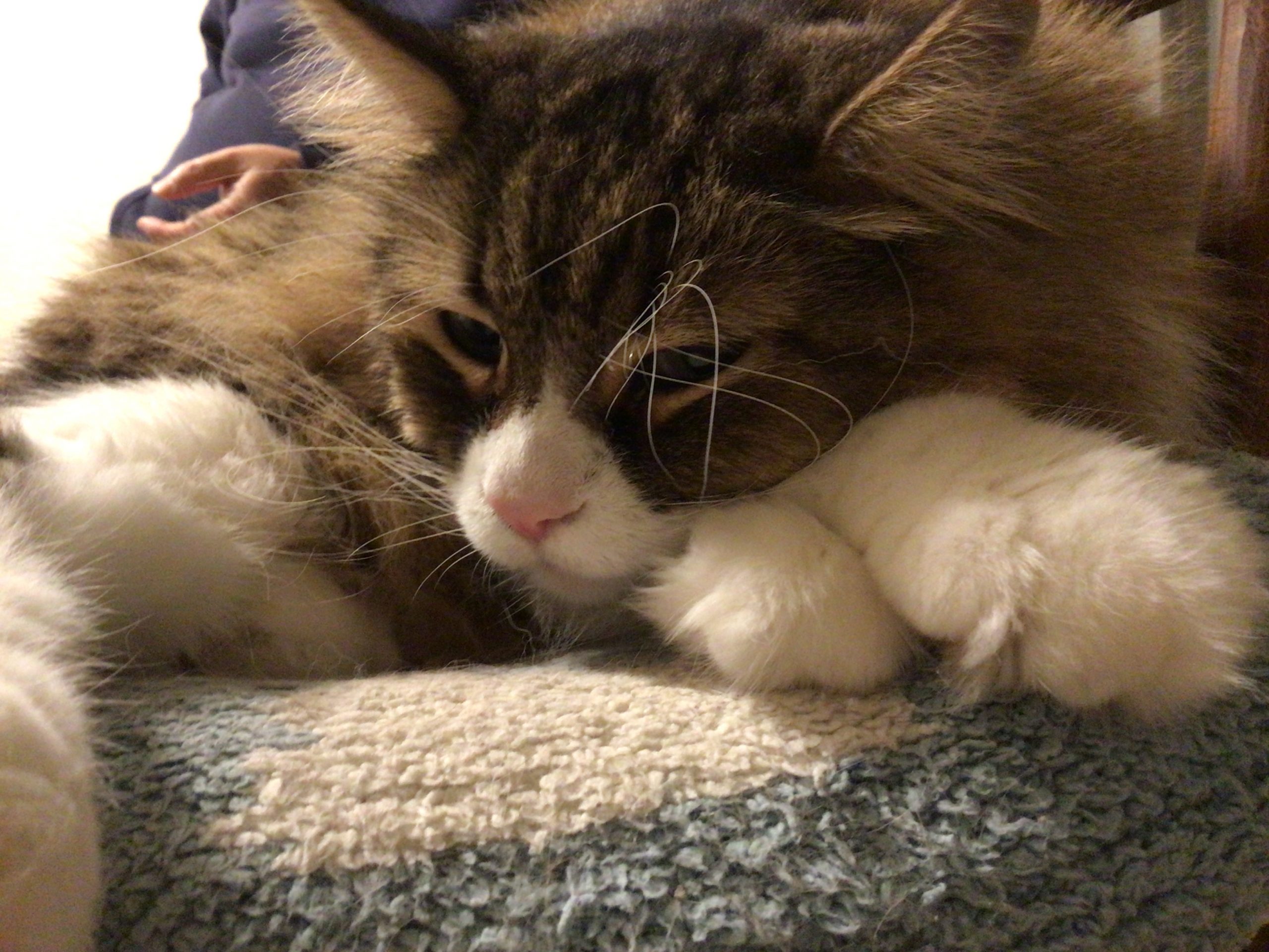 ノルウェージャンフォレストキャット