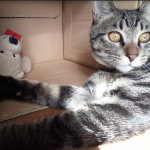 保護猫の”ニケ”です！