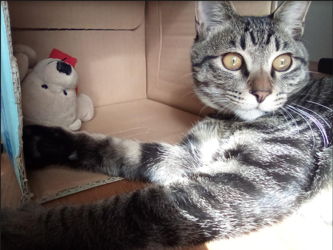 保護猫の”ニケ”です!