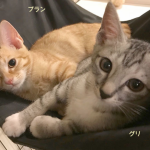 グリ＆ブラン
