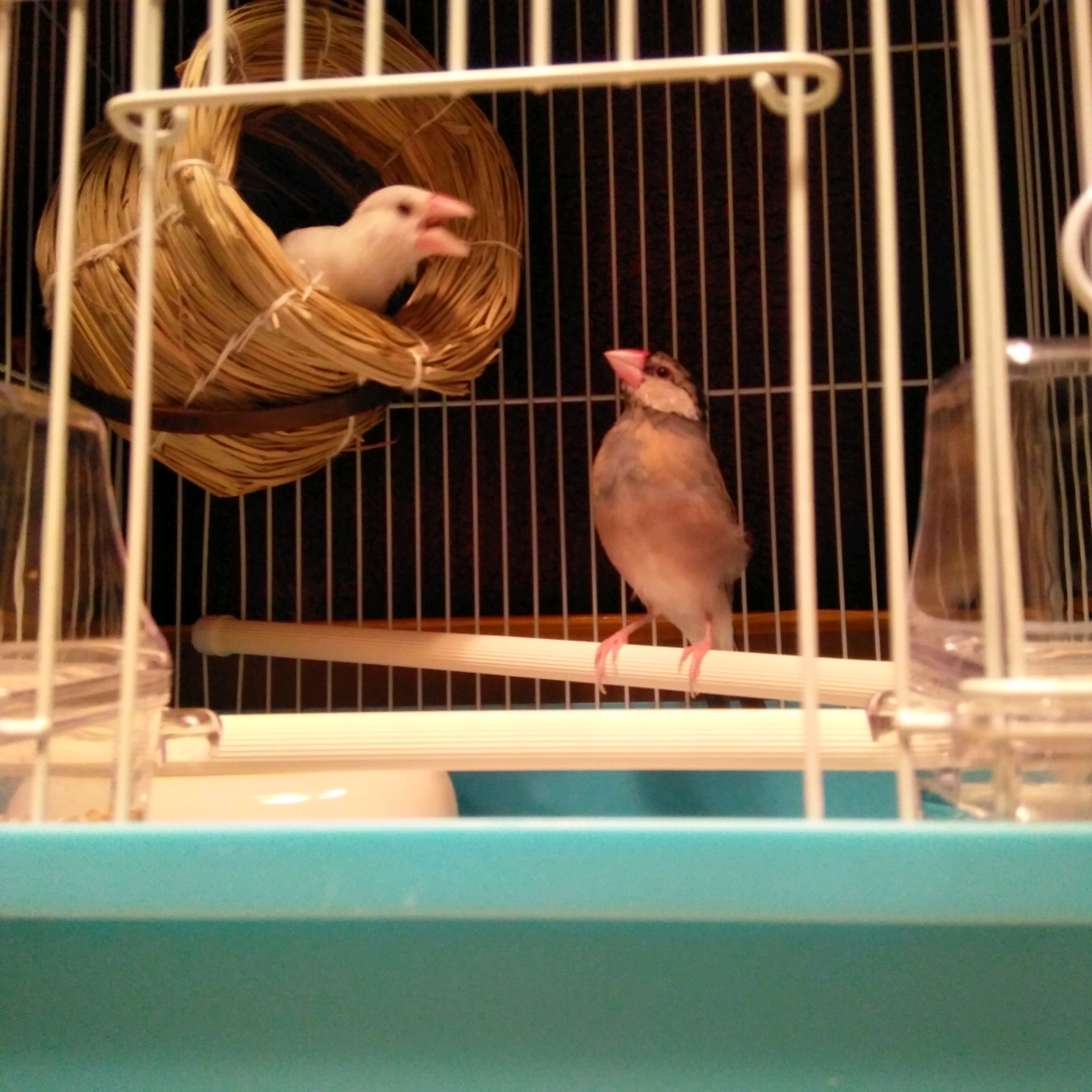 仲良しピーちゃんとクーちゃん