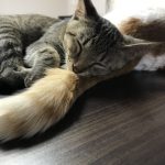 日本猫のあじ！
