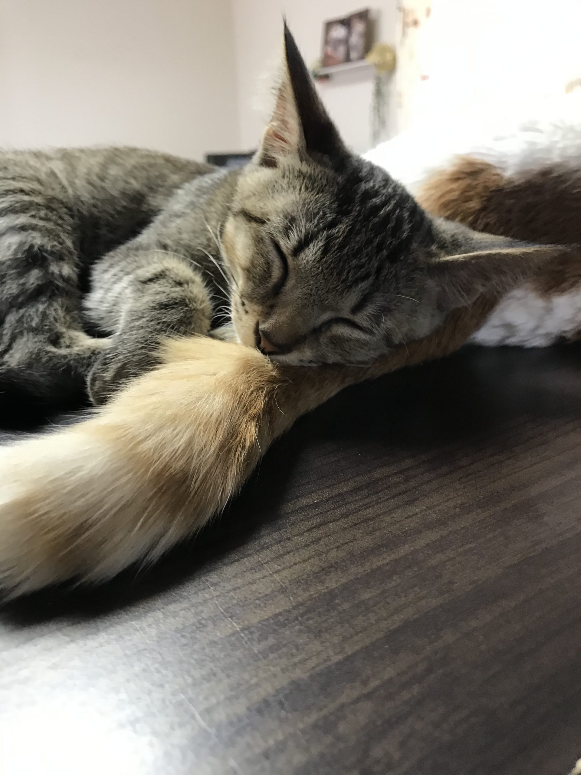 日本猫のあじ！