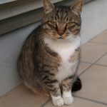 ドラ猫のドラちゃん