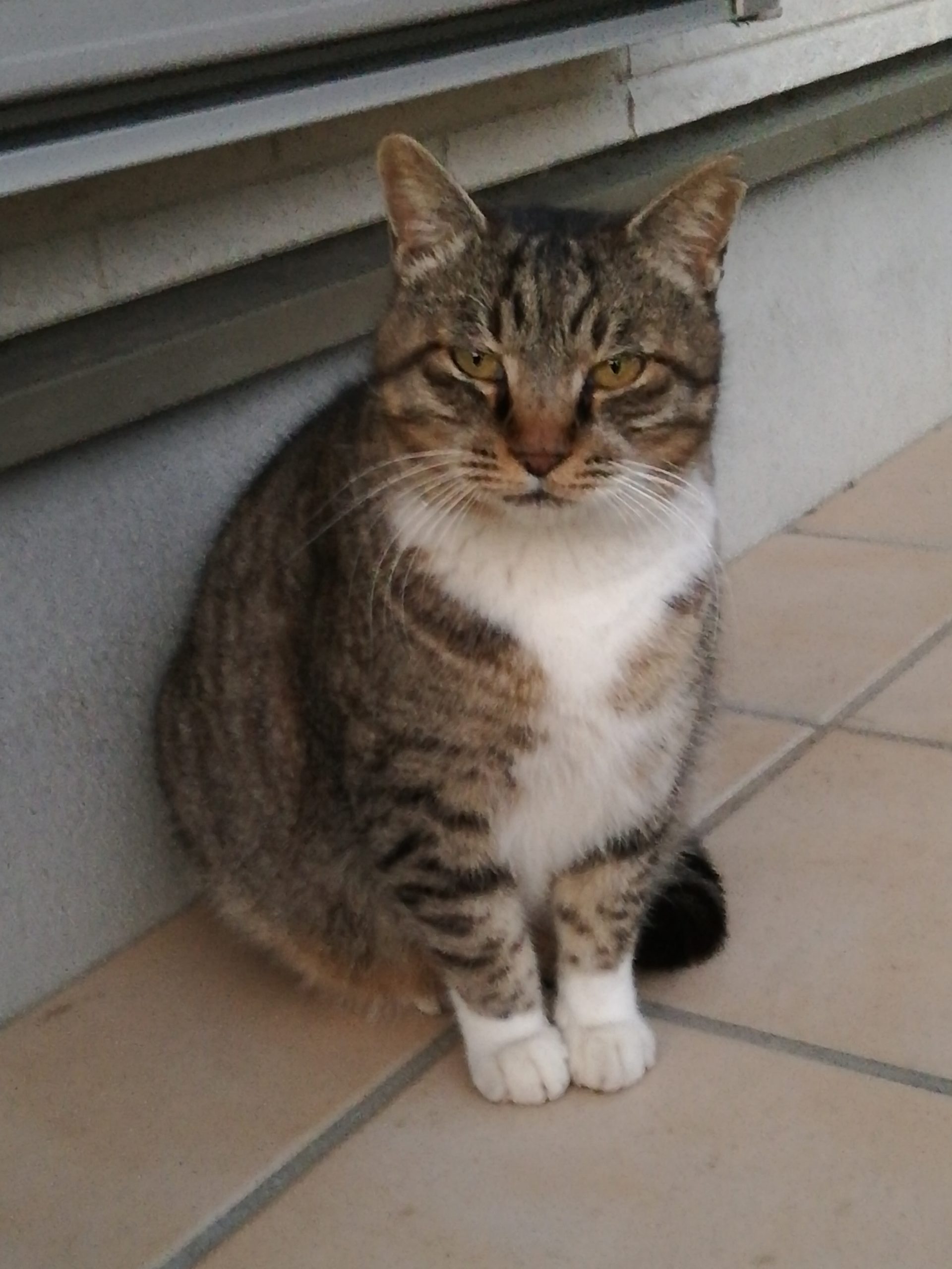 ドラ猫のドラちゃん