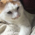うちのチーちゃん〈チロ〉