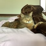 雑種のふぁあ君