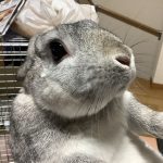 ミニうさぎ　ダブル