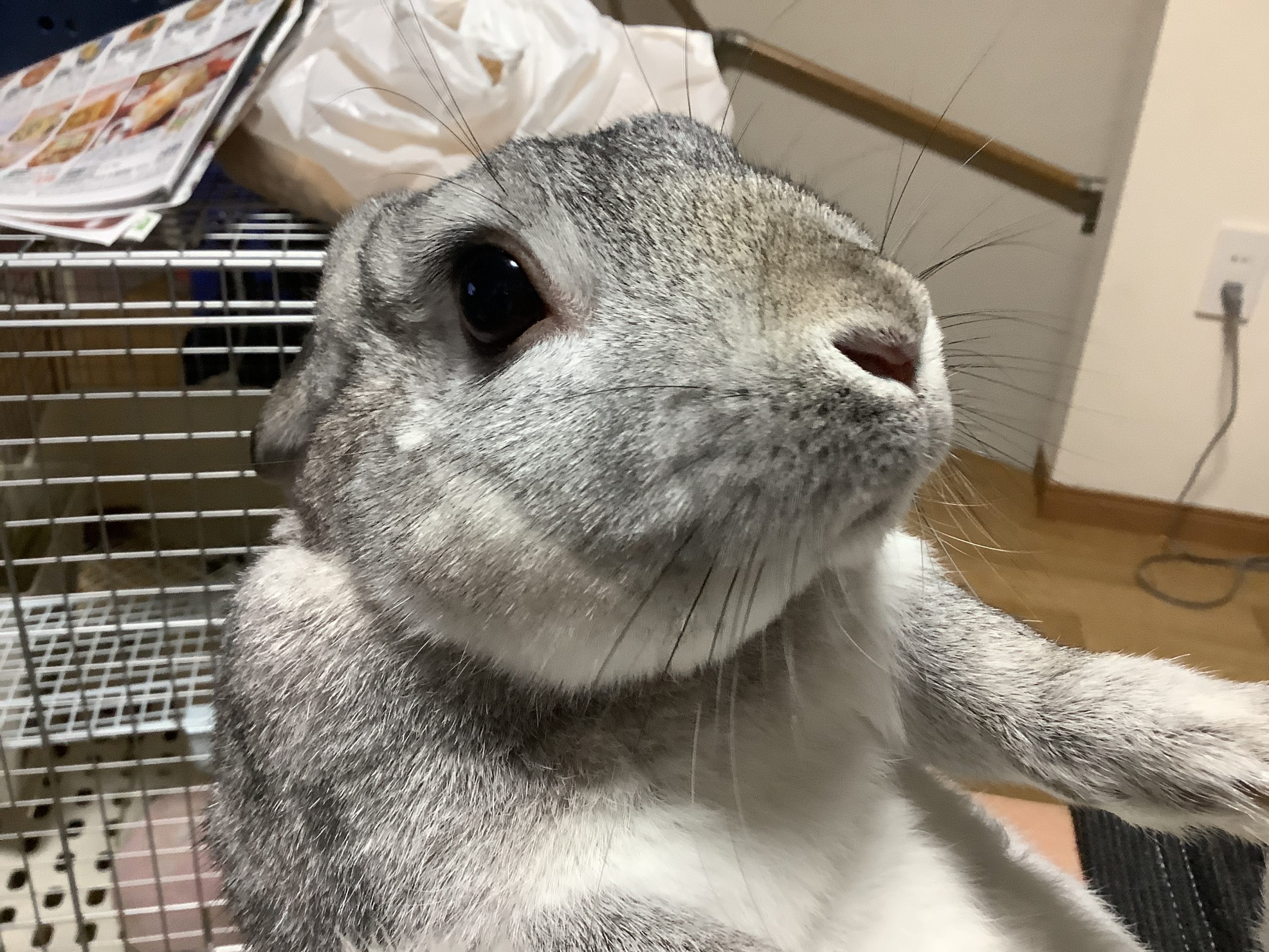 ミニうさぎ ダブル