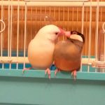 ピーちゃんとクーちゃん仲良し兄弟
