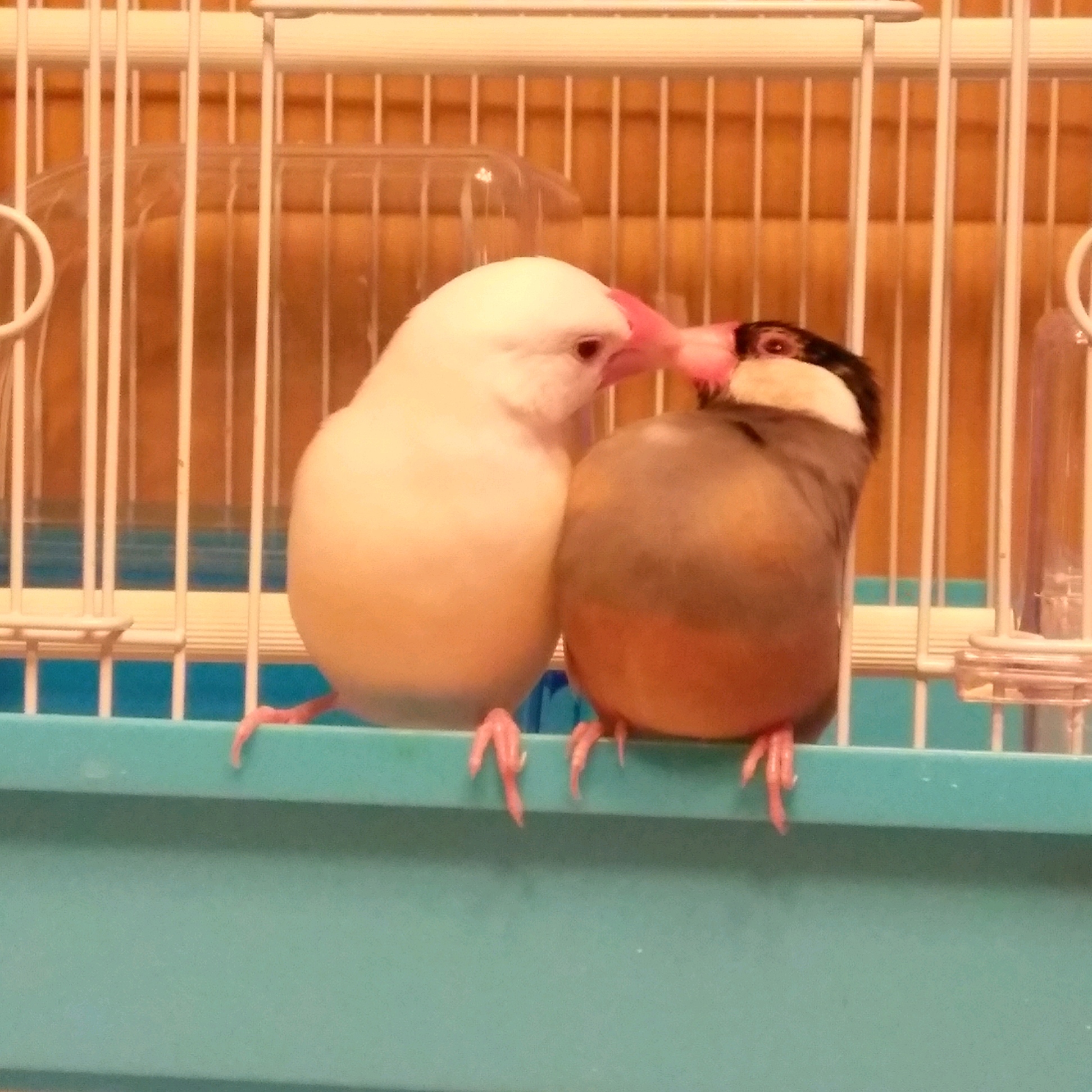 ピーちゃんとクーちゃん仲良し兄弟