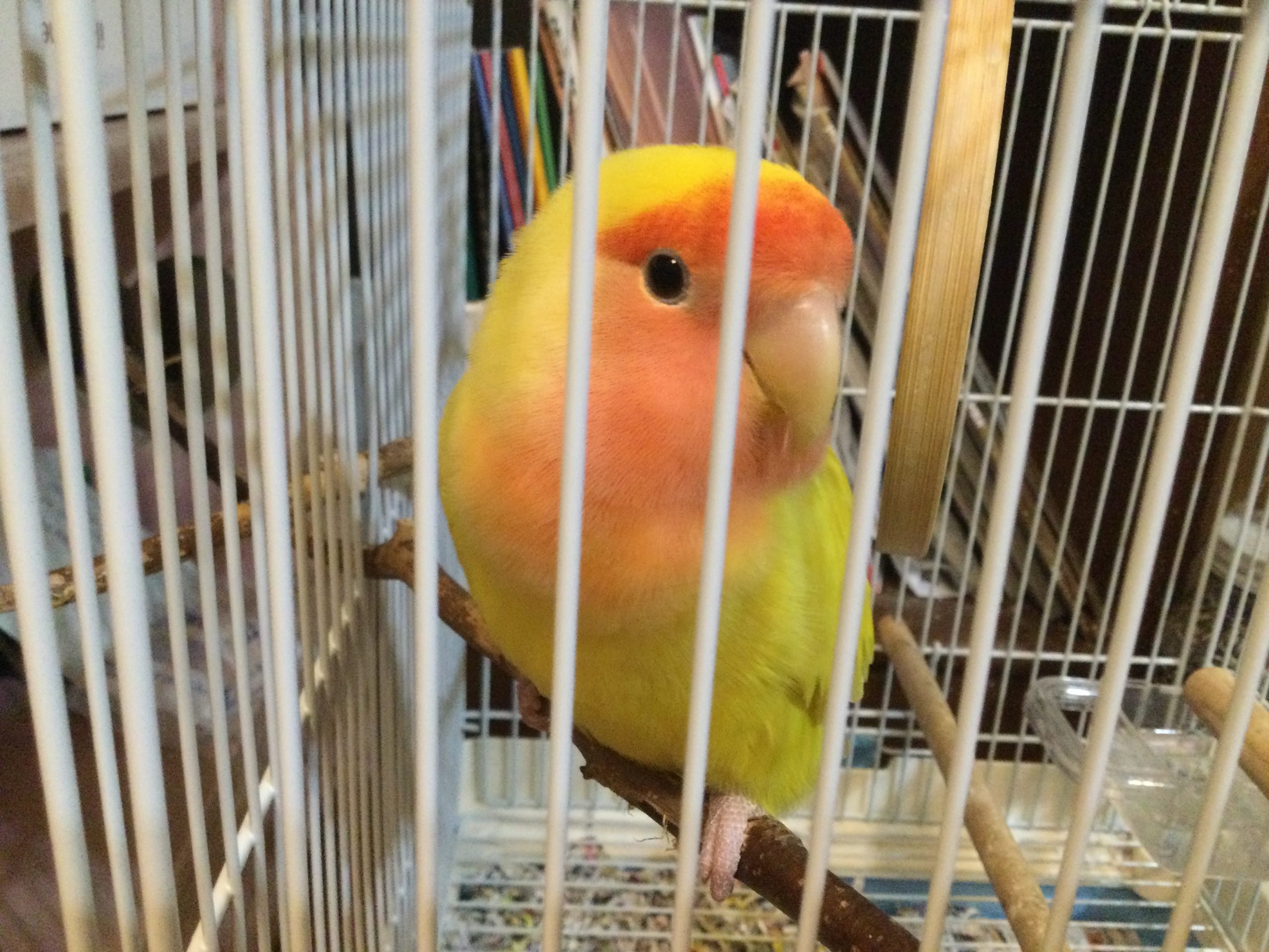 コザクラインコ　ちょこちゃん