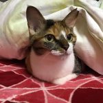 世界一美しい猫、ナナ