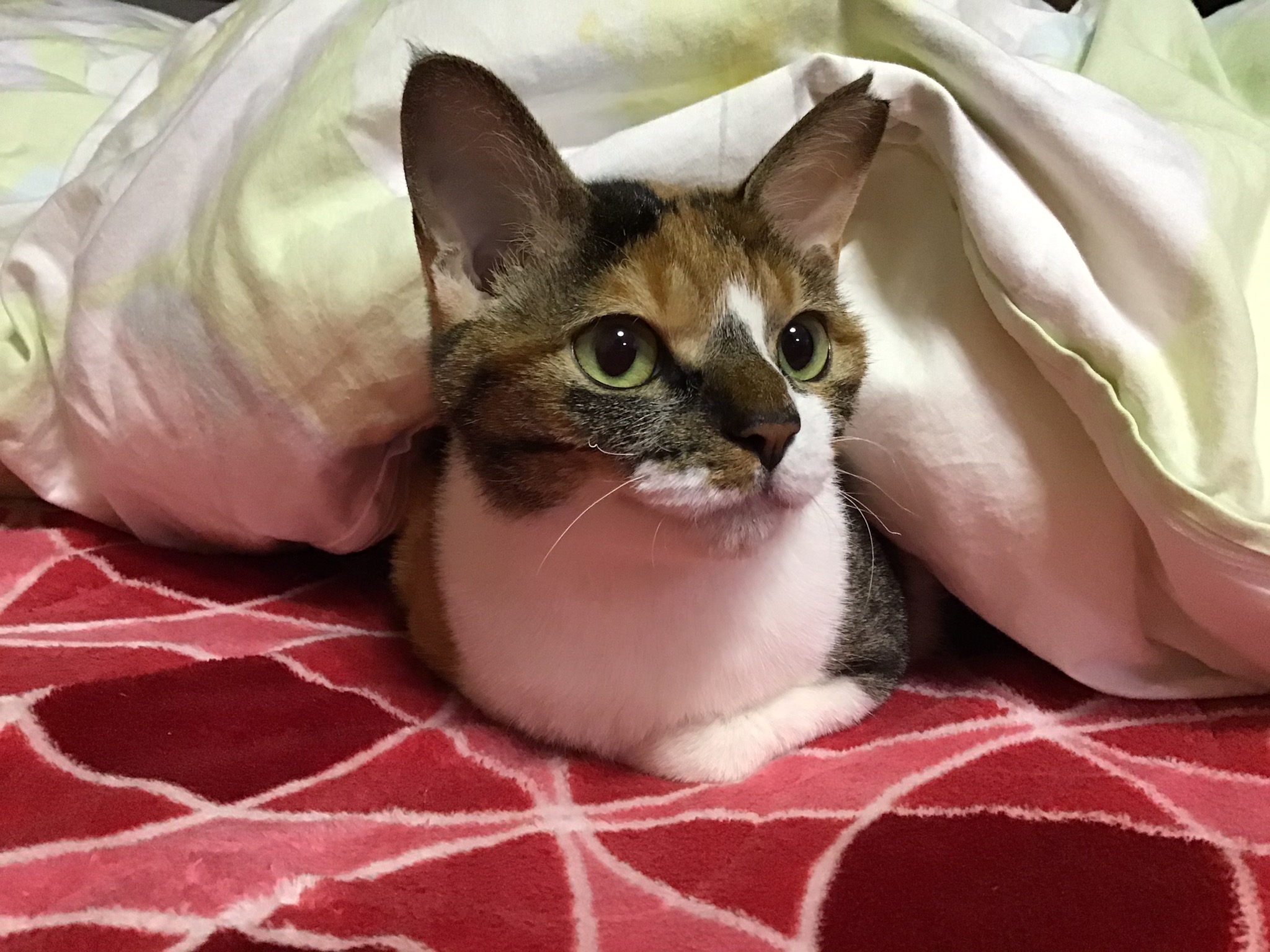 世界一美しい猫、ナナ