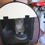 子猫のモモで～す。