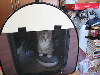子猫のモモで~す。