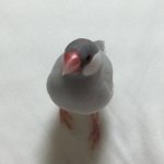 シルバー文鳥のムウ
