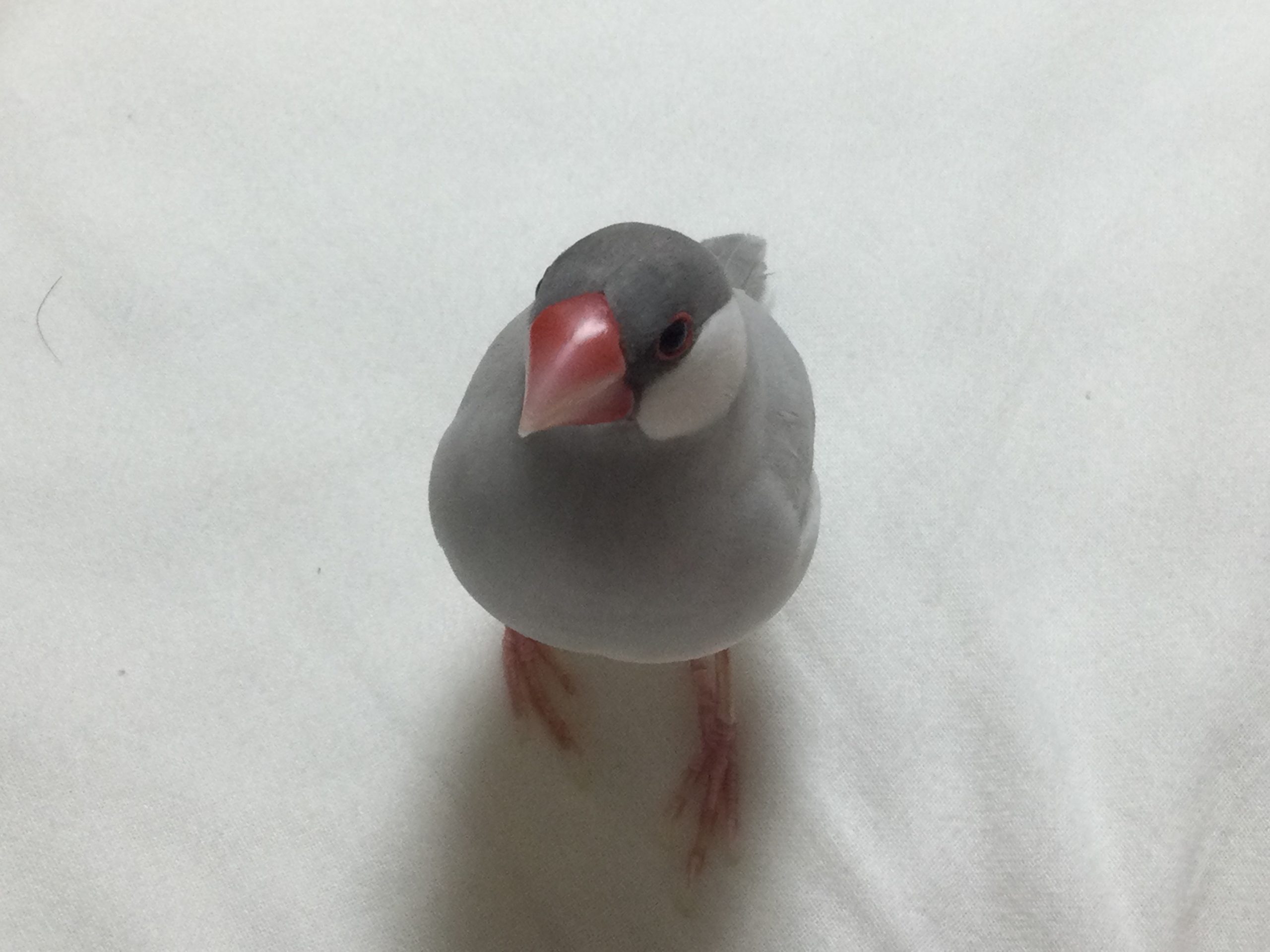 シルバー文鳥のムウ