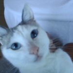 宇宙一可愛い猫　スタール
