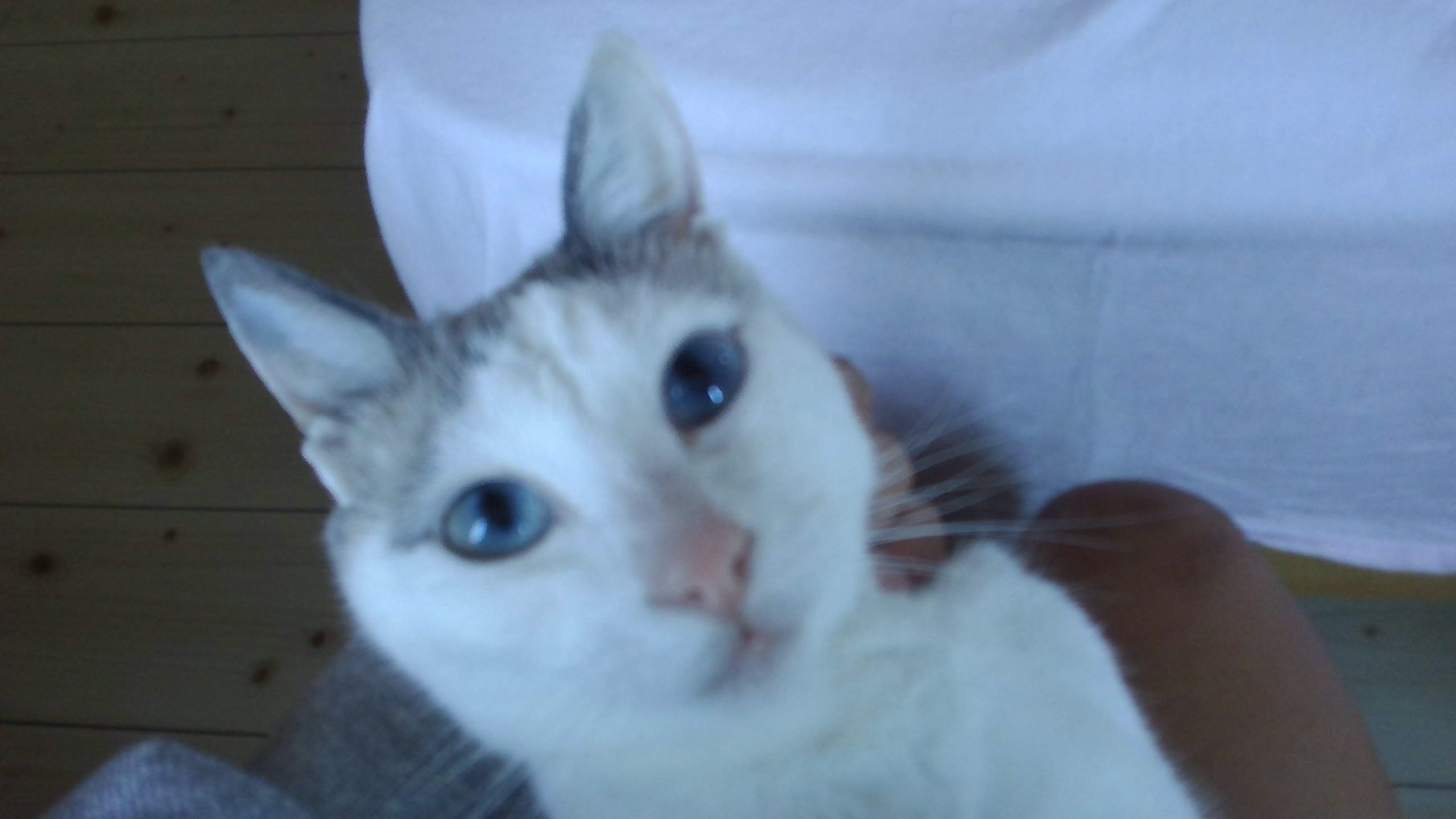 宇宙一可愛い猫 スタール