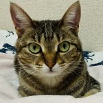 雑種の保護猫ミミちゃん