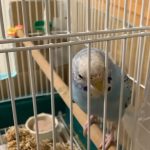 セキセイインコのふわちゃん