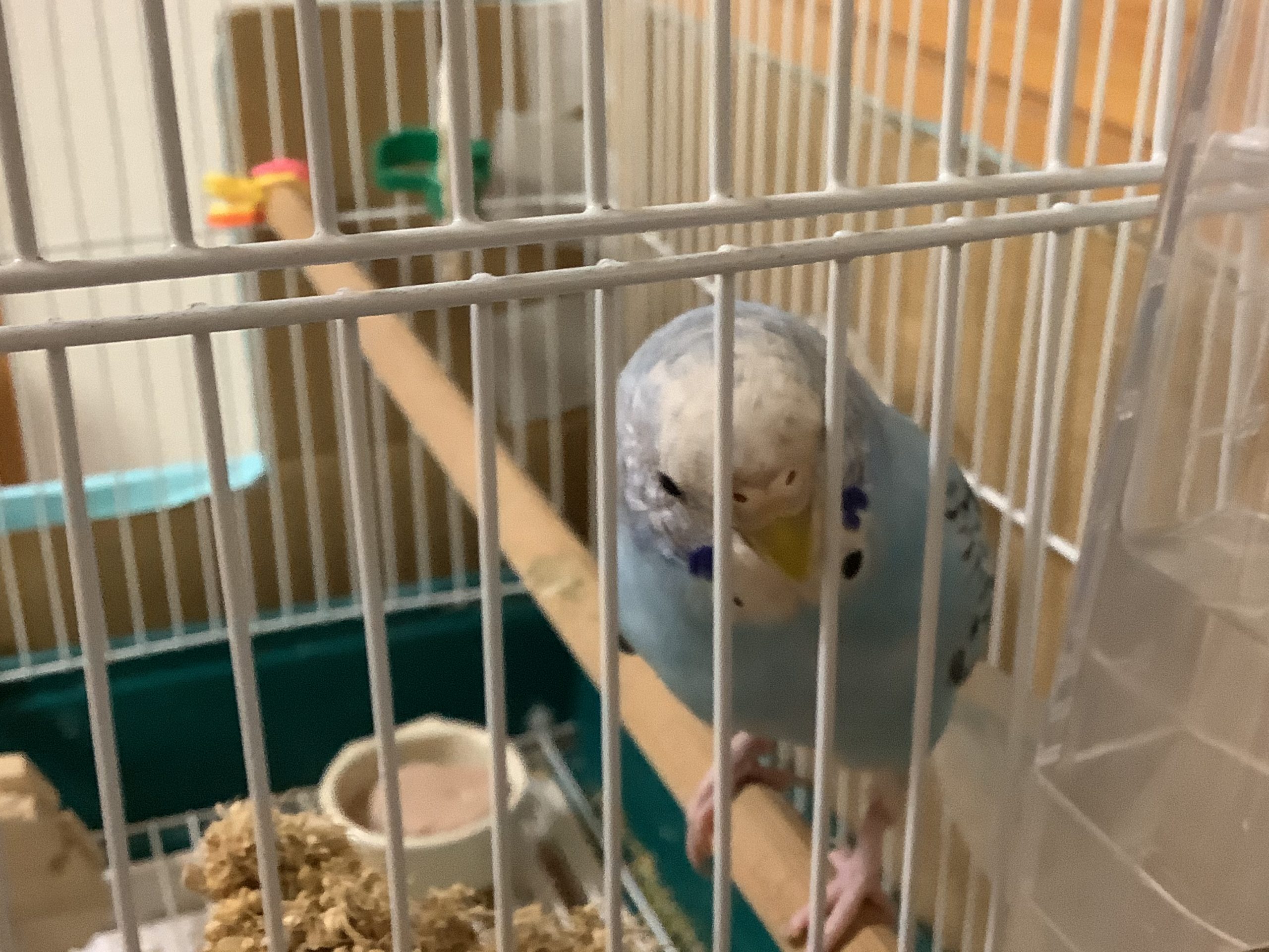 セキセイインコのふわちゃん