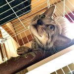 ベンガル