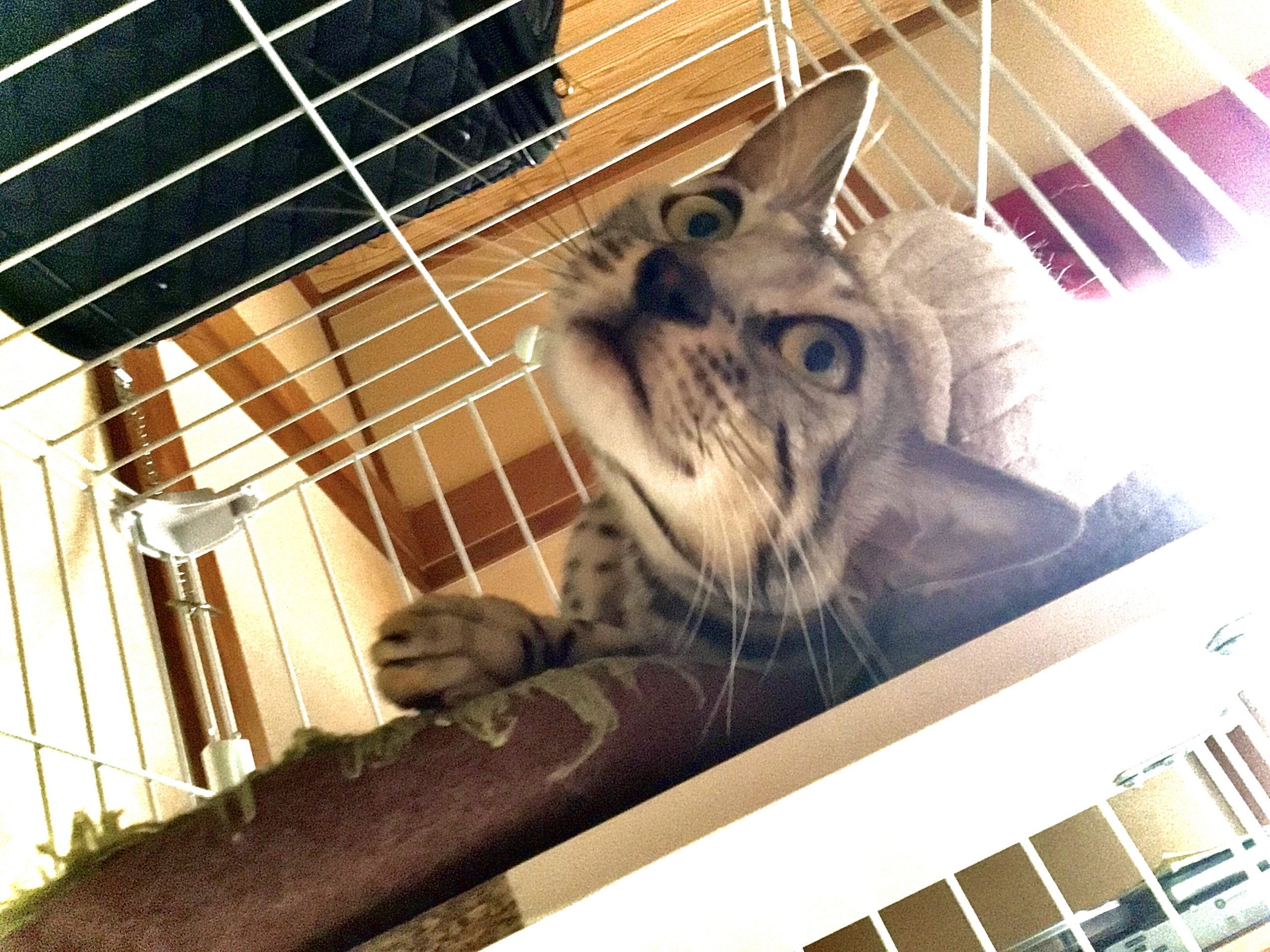 ベンガル