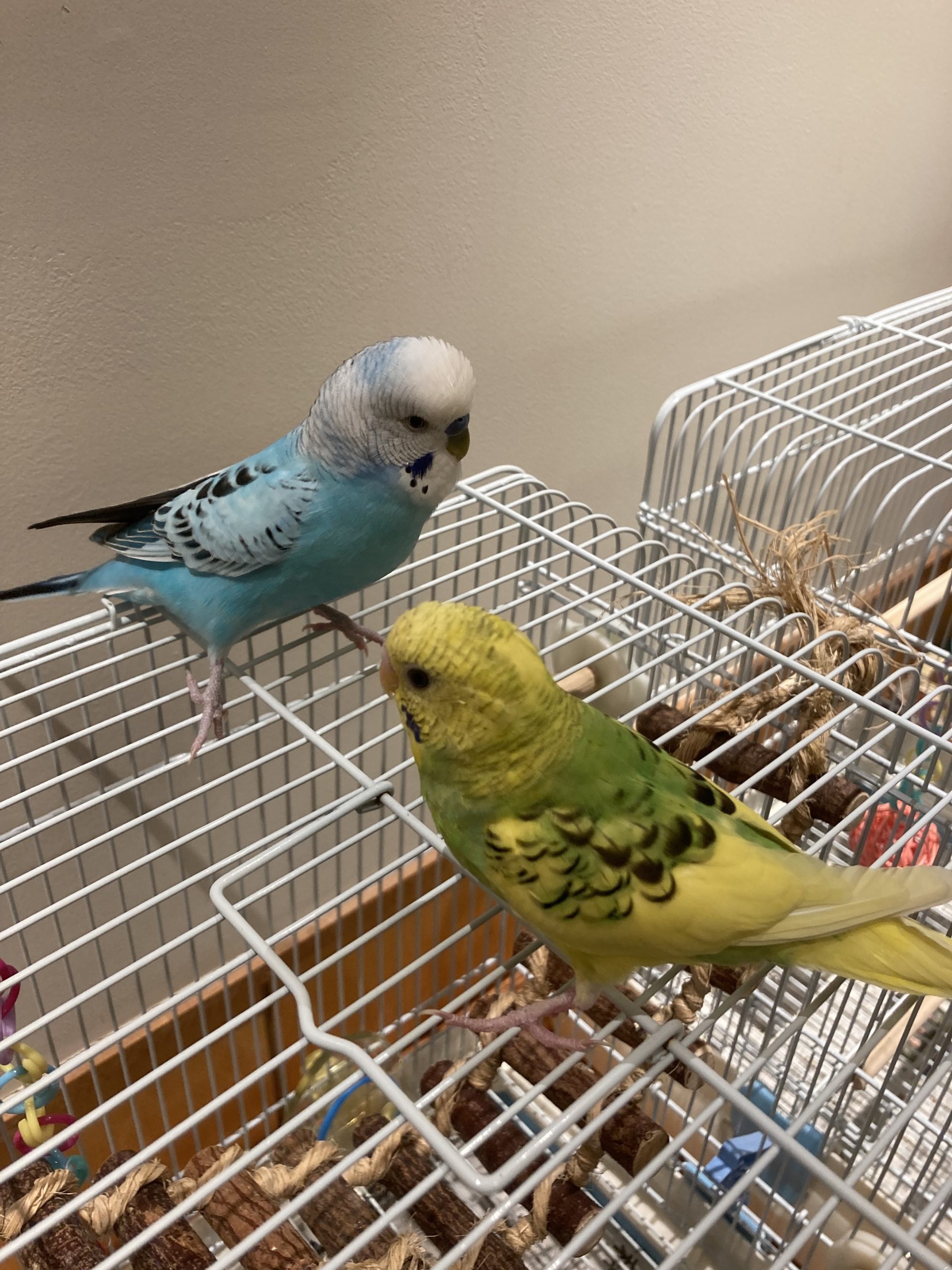 セキセイインコ