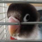こふじさん（ボタンインコ）