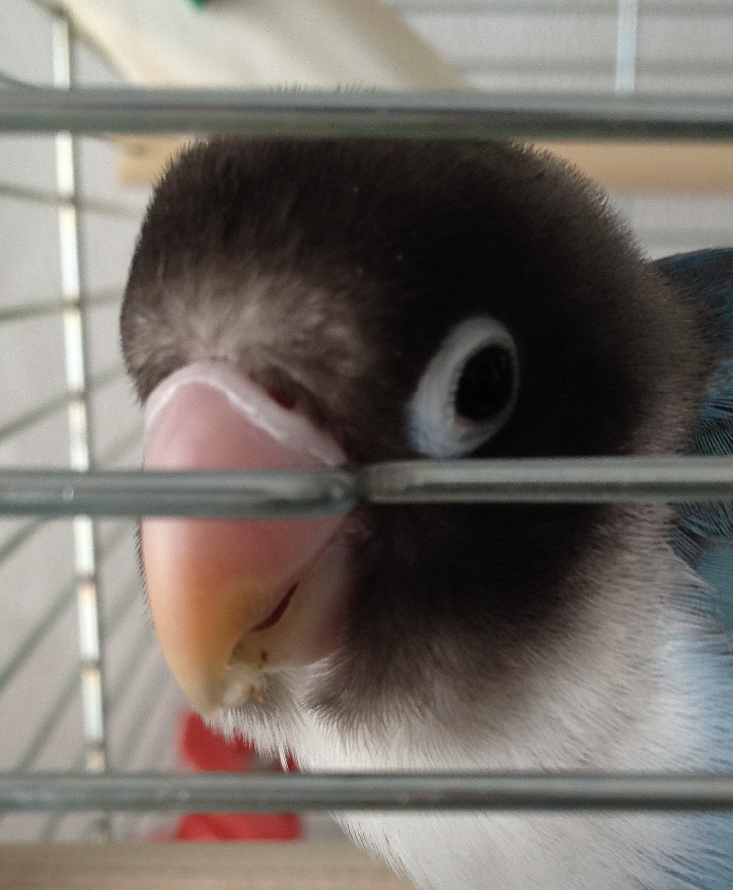 こふじさん（ボタンインコ）