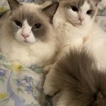 ティアラとテネル