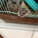 しぃちゃん　　ジャンガリアンハムスター
