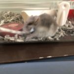 ジャンガリアンハムスター　　　サフィ