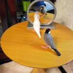 いつも仲良しピーちゃんとクーちゃんの文鳥