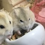 だんごとこんぺい
