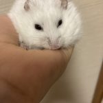 天国で見ててね！めは！
