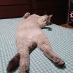 あんこ　雑種