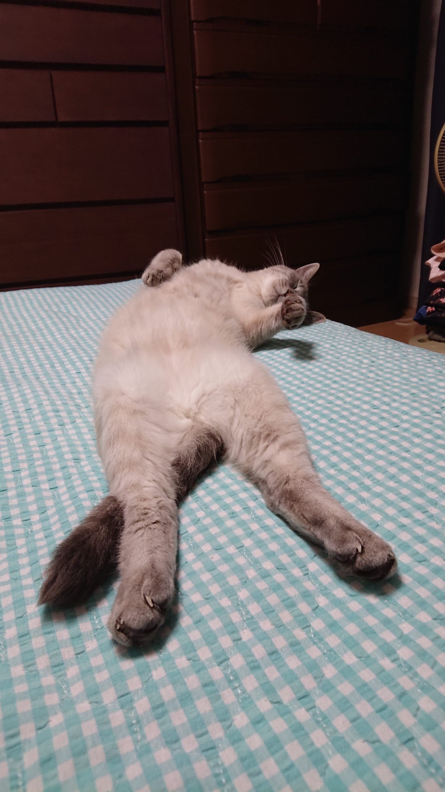 あんこ　雑種